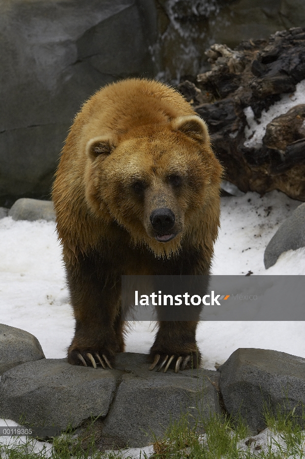 Retrato del oso pardo (Ursus arctos horribilis), nativa de América del norte