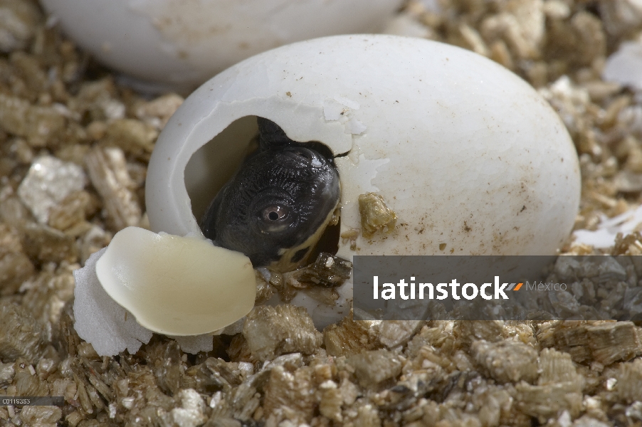 Roti Isla Tortuga cuello de serpiente (Chelodina mccordi) eclosión de huevo en el programa de cría e