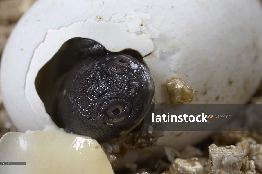 Roti Isla Tortuga cuello de serpiente (Chelodina mccordi) eclosión de huevo en el programa de cría e