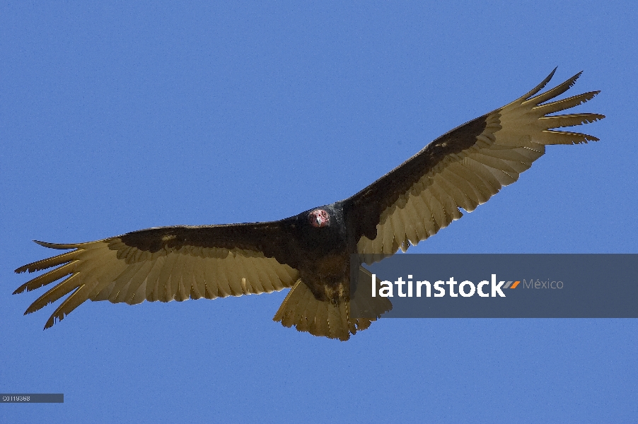 Zopilote Cabecirrojo (Cathartes aura) al alza, nativa de América del norte