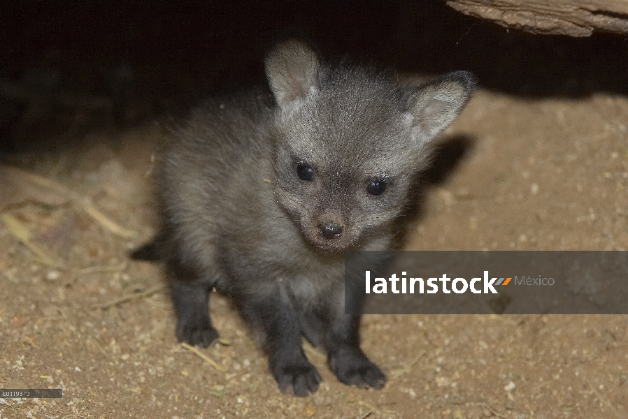 Orejas de murciélago zorro (Otocyon megalotis) kit, nativo de África