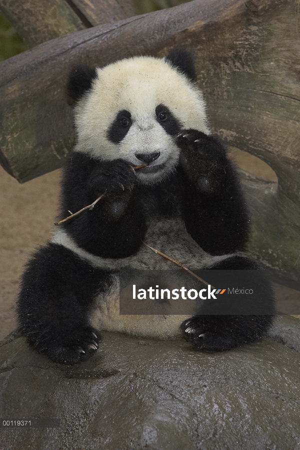 Bebé Panda gigante (Ailuropoda melanoleuca) masticar ramita, en peligro de extinción, originaria de 