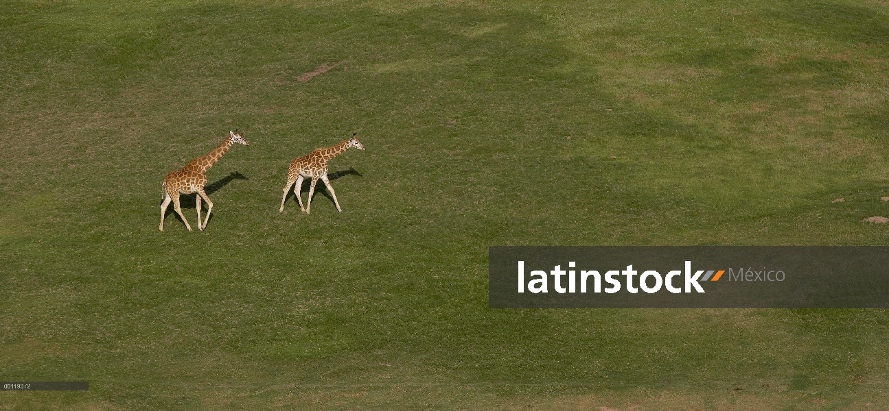 Jirafa de Rothschild (Giraffa camelopardalis rothschildi) par Prado cruce, nativo de África