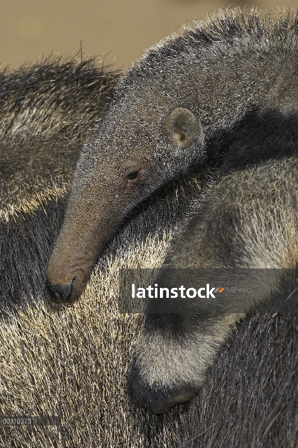 Bebé de oso hormiguero (Myrmecophaga tridactyla) gigante del montar a caballo en la espalda de la ma