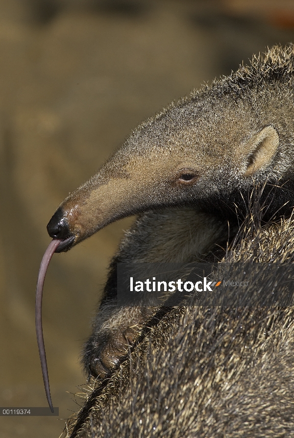 Perfil de oso hormiguero (Myrmecophaga tridactyla) gigante con la lengua extendida, nativa de Améric