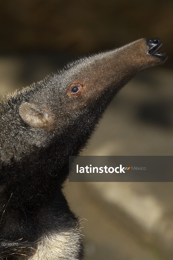 Perfil de oso hormiguero (Myrmecophaga tridactyla) gigante, originaria de América del sur