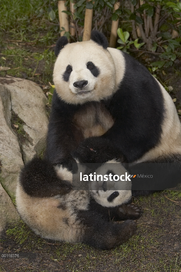 Panda gigante (Ailuropoda melanoleuca) madre y el bebé, en peligro de extinción, originaria de China