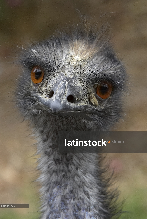 Retrato del Emú (Dromaius novaehollandiae), nativo a Australia