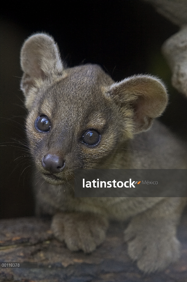 La fosa (Cryptoprocta ferox) bebé retrato, en peligro de extinción, originaria de Madagascar