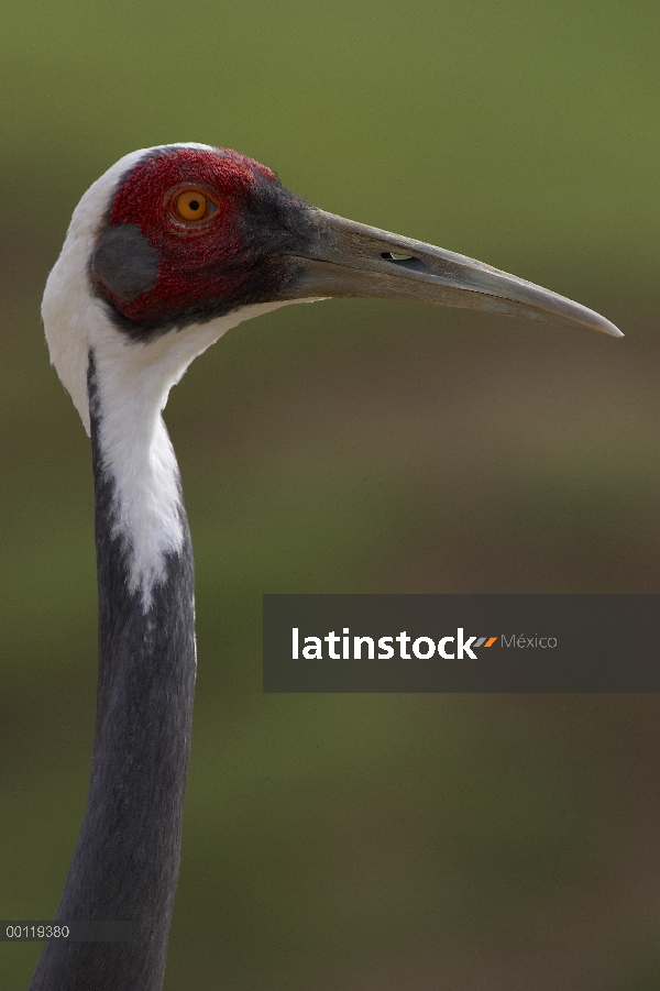 Retrato de (Grus vipio) grúa blanca-naped, amenazado, originaria de Rusia y China