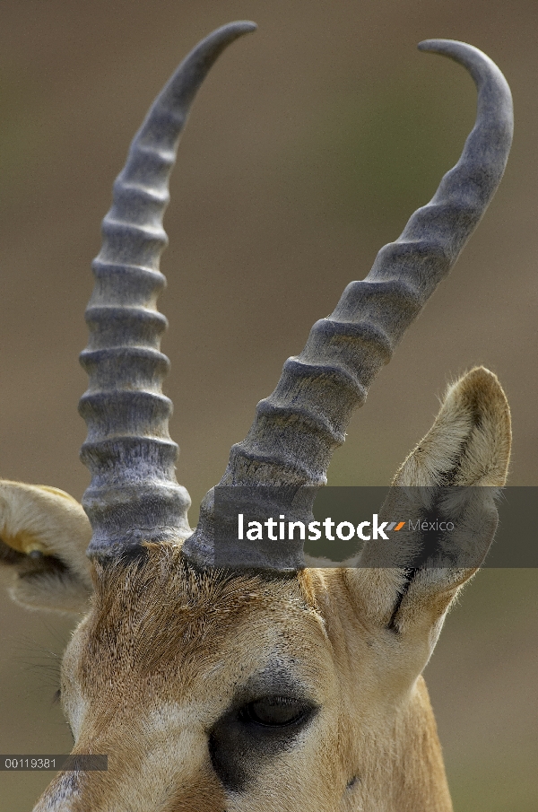 Goitered Gazelle (Gazella subgutturosa) mostrando detalle del cuerno, amenazado, nativo de Asia y Me