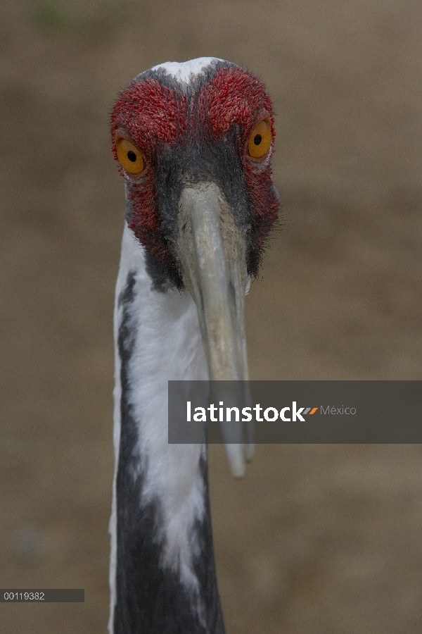 Retrato de (Grus vipio) grúa blanca-naped, amenazado, originaria de Rusia y China