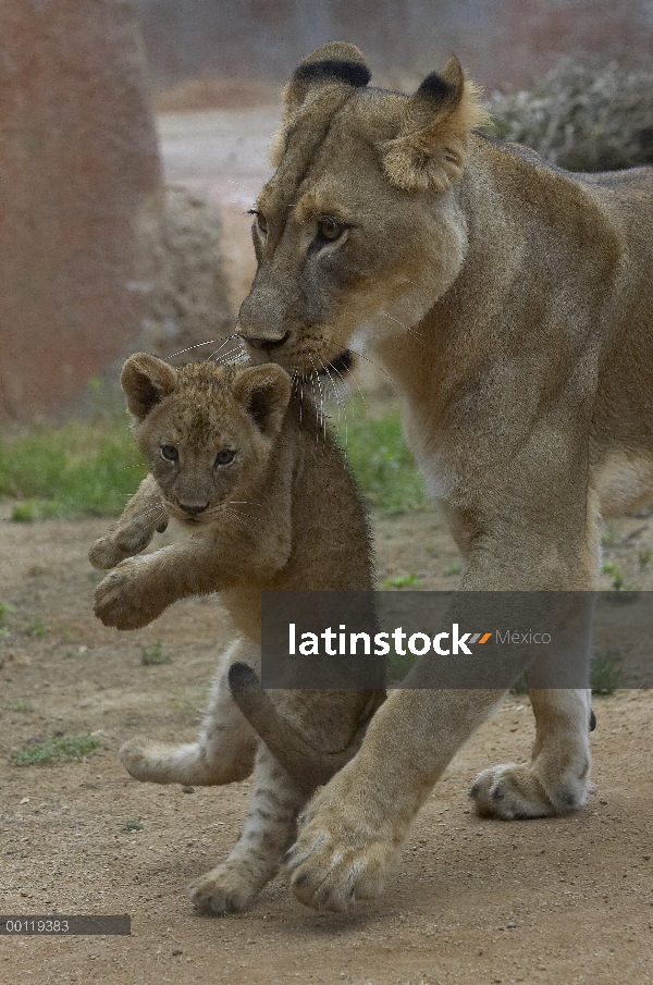 Cachorro de carring de madre León africano (Panthera leo) por el scruff de su cuello, amenazado, nat