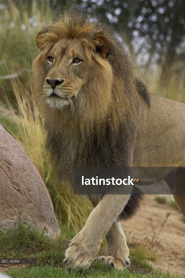 Retrato de macho León africano (Panthera leo), amenazado, nativo de África