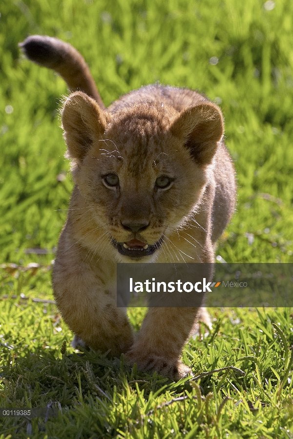 Cachorro de León africano (Panthera leo) caminar, amenazado, nativo de África