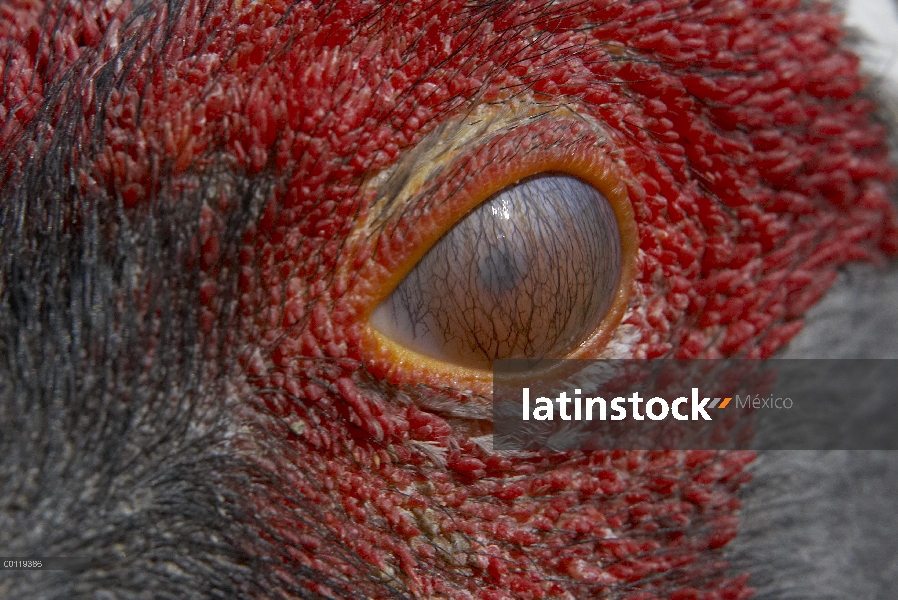 Ojo de (Grus vipio) grúa blanca-naped, amenazado, originaria de Rusia y China