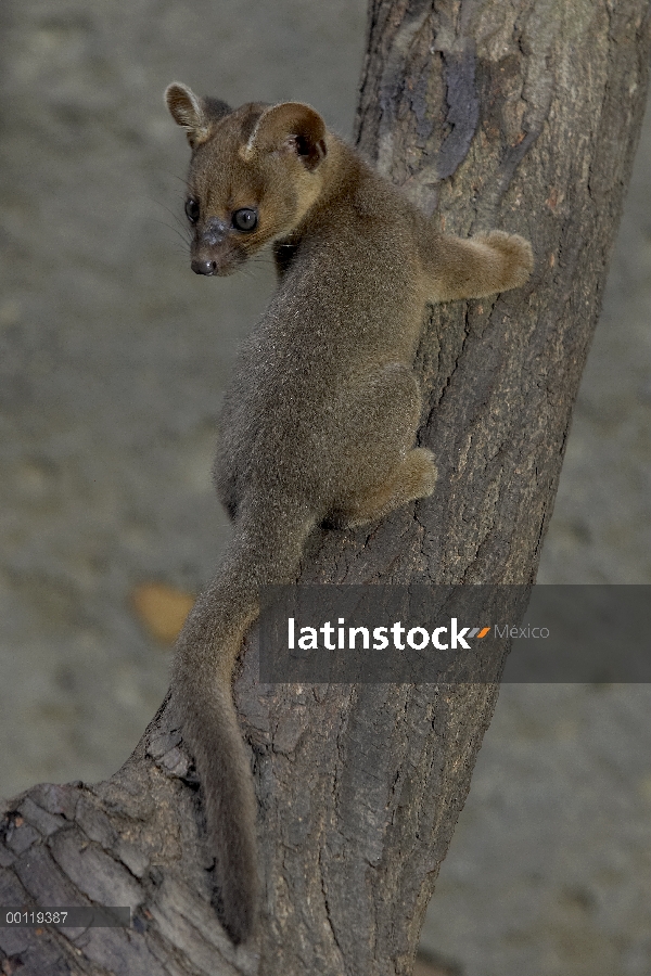 Bebé de la fosa (Cryptoprocta ferox) escalada de registro, en peligro de extinción, originaria de Ma