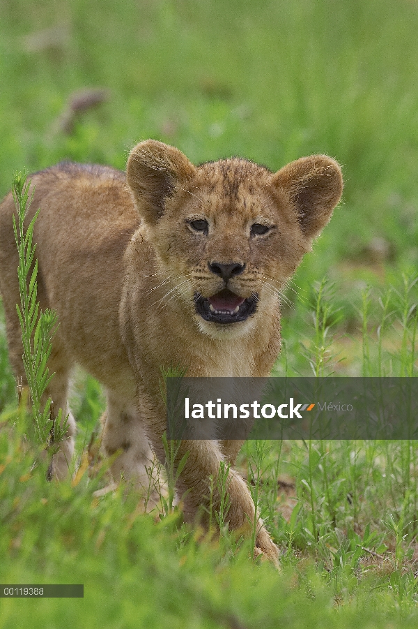 Cachorro de León africano (Panthera leo) llamar, amenazado, nativo de África