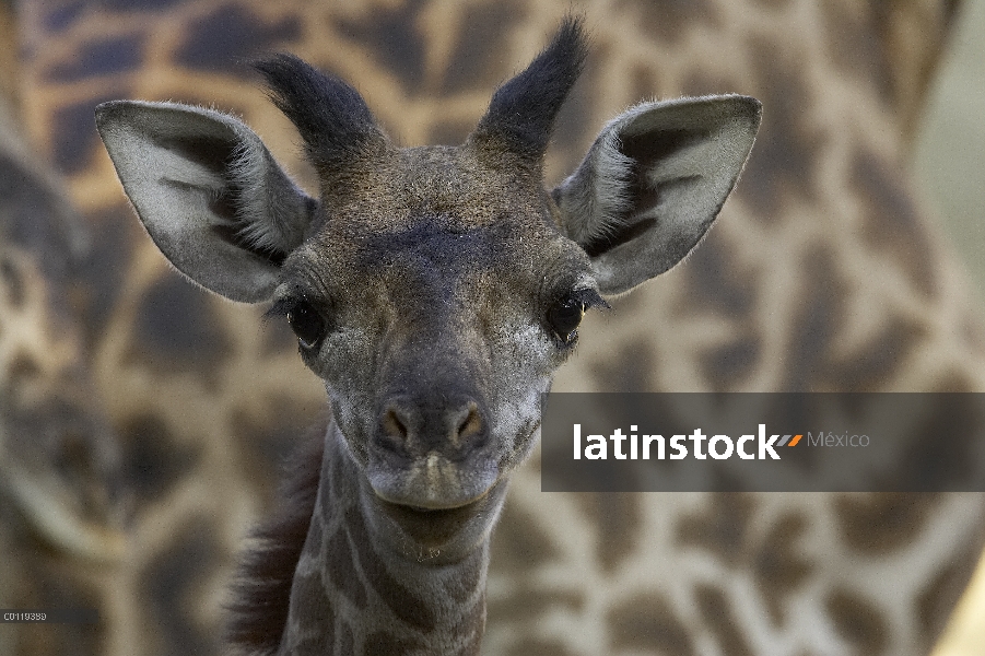 Retrato de becerro Masai jirafa (Giraffa tippelskirchi), nativo de África