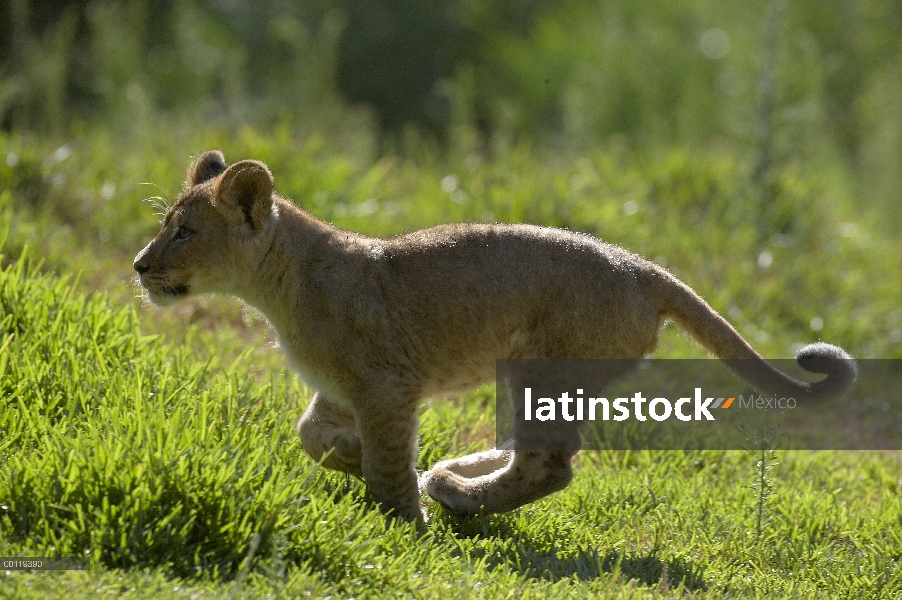 Cachorro de León africano (Panthera leo) funcionando, amenazado, nativo de África