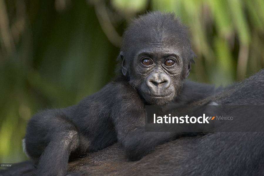 Bebé gorila occidental (Gorilla gorilla gorilla) aferrado a la espalda de la madre, críticamente en 