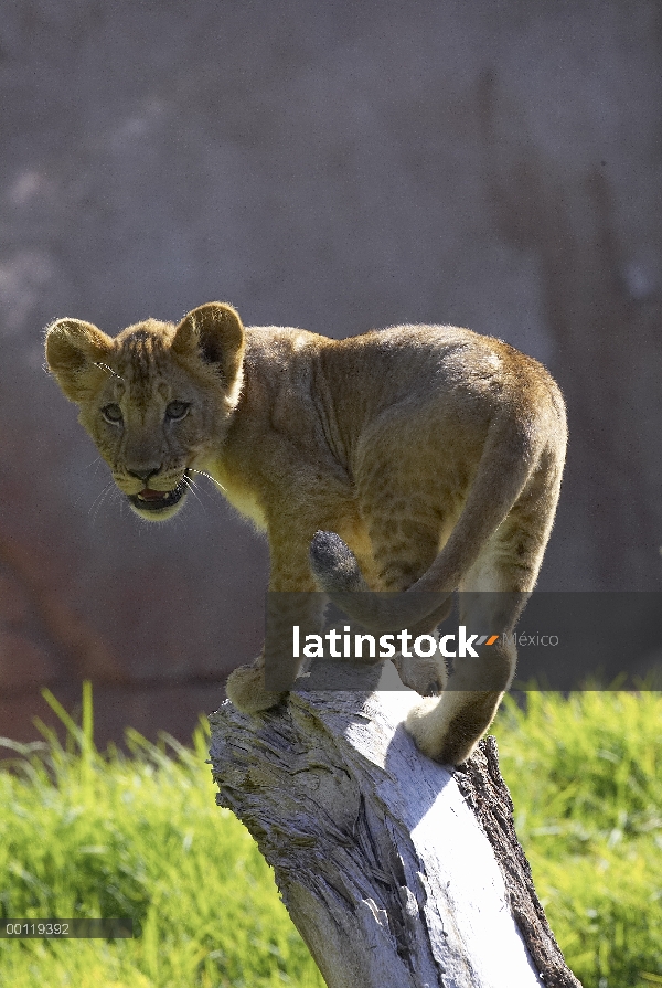 Cachorro de León africano (Panthera leo) escalada en registro, amenazado, nativo de África