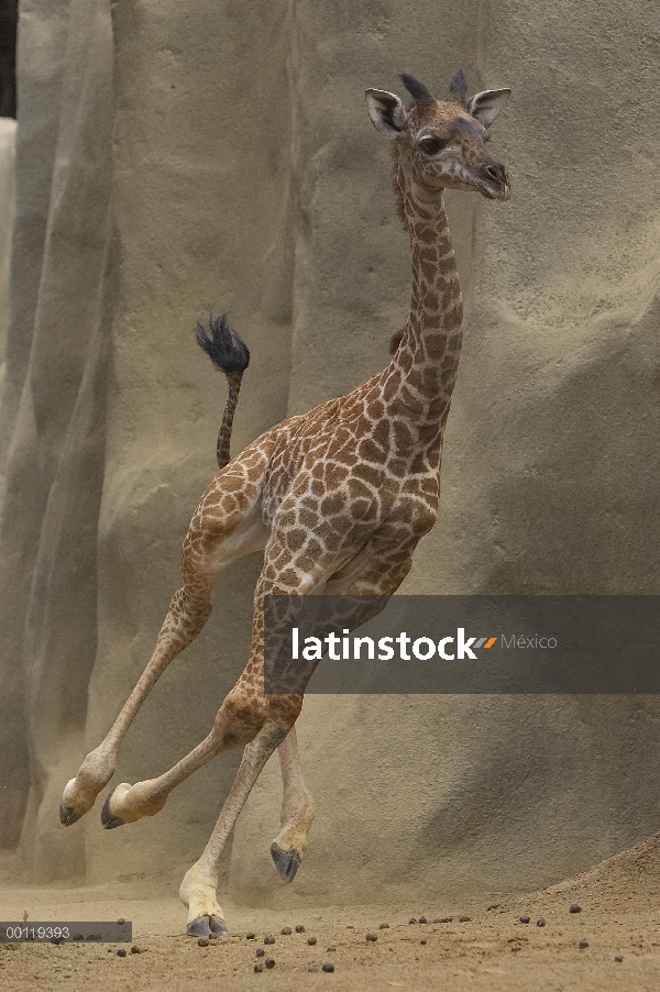 Becerro de Masai jirafa (Giraffa tippelskirchi) funcionando, nativo de África