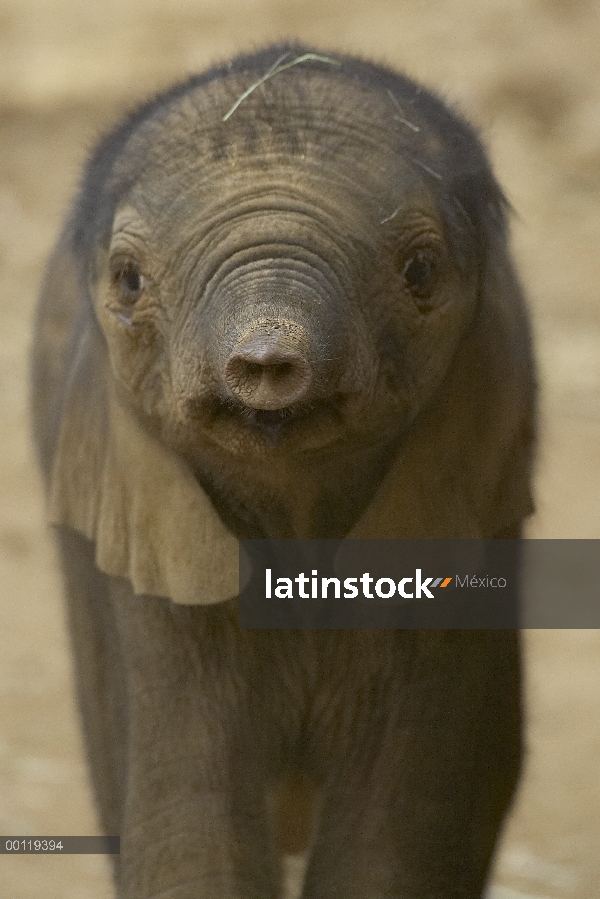 Retrato de becerro del elefante africano (Loxodonta africana), amenazado, nativo de África