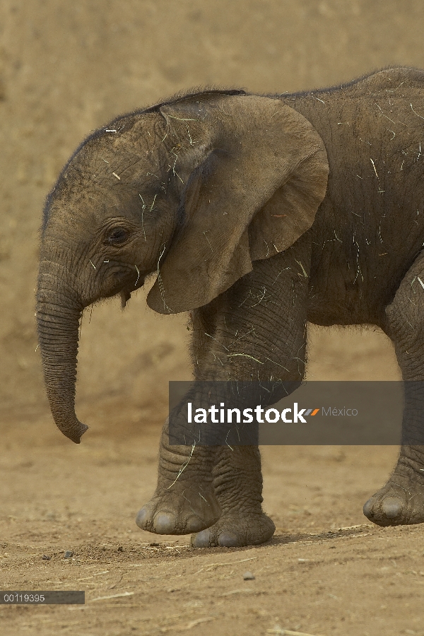 Retrato de becerro del elefante africano (Loxodonta africana), amenazado, nativo de África