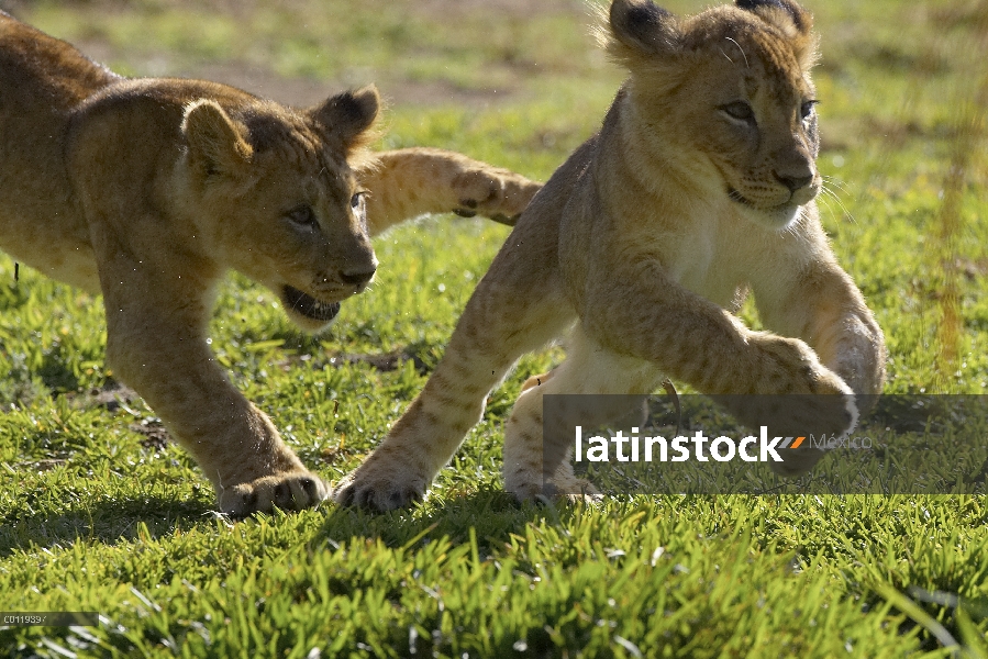 Par de León africano (Panthera leo) de cachorros jugando, amenazado, nativo de África