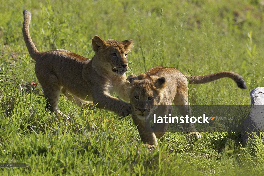 Par de León africano (Panthera leo) de cachorros jugando, amenazado, nativo de África