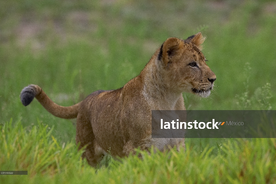 Cachorro de León africano (Panthera leo), nativo de África, amenazado