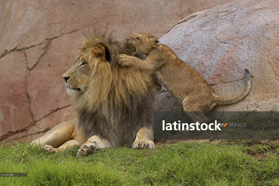 Cachorro de León africano (Panthera leo) jugando con el hombre, nativo de África