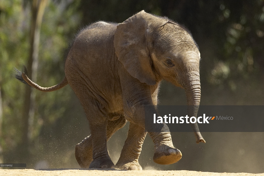 Becerro del elefante africano (Loxodonta africana) caminar, amenazado, nativo de África