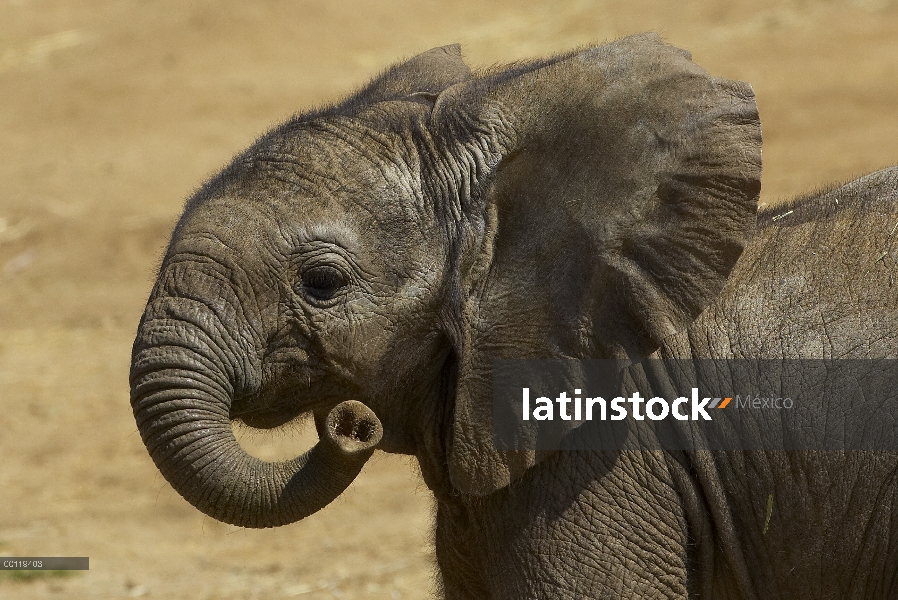 Retrato de becerro del elefante africano (Loxodonta africana), amenazado, nativo de África