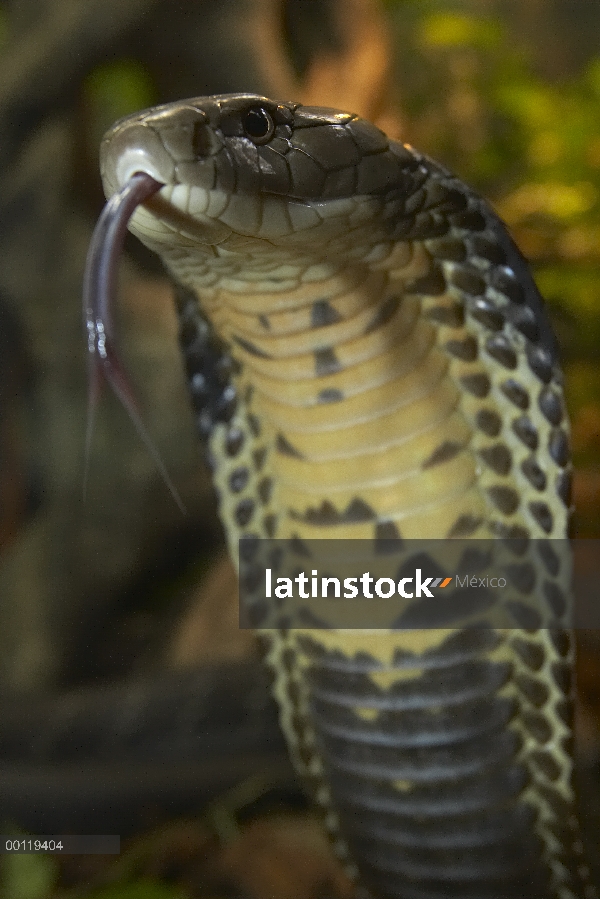 Retratos del rey Cobra (Ophiophagus hannah) con lengua extendida, venenosa, originaria de Asia