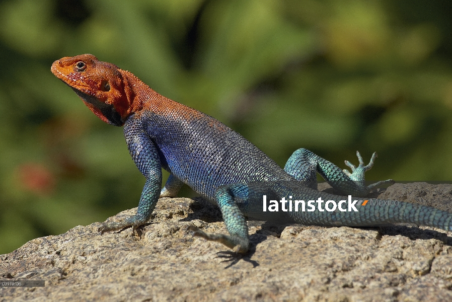 Cabeza roja Rock Agama (agama Agama) hombre lagarto tomando el sol en la roca, originaria de África