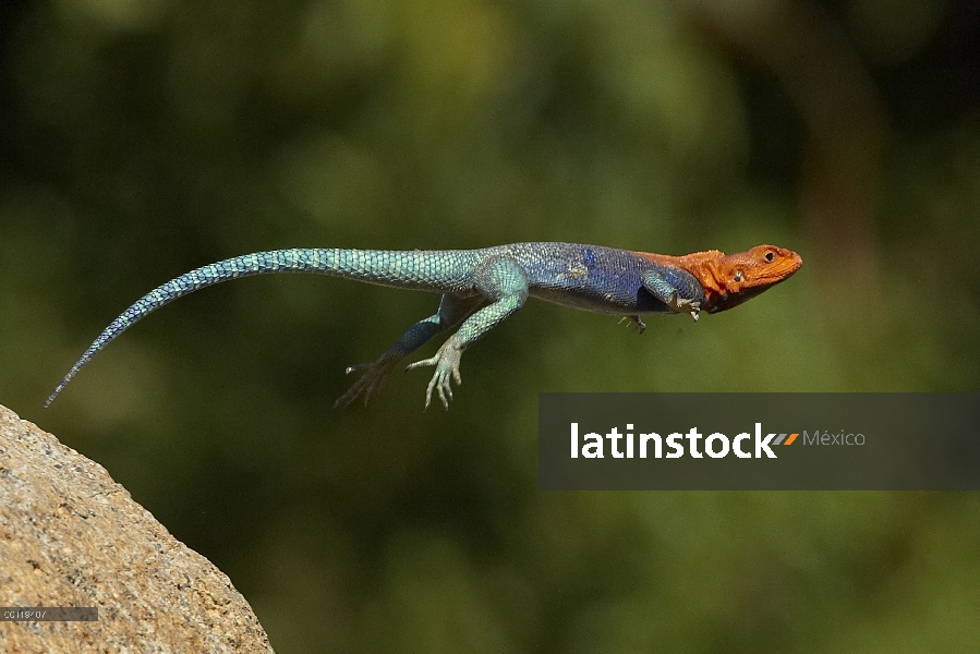 Cabeza roja Rock Agama (agama Agama) hombre lagarto saltando, nativo de África