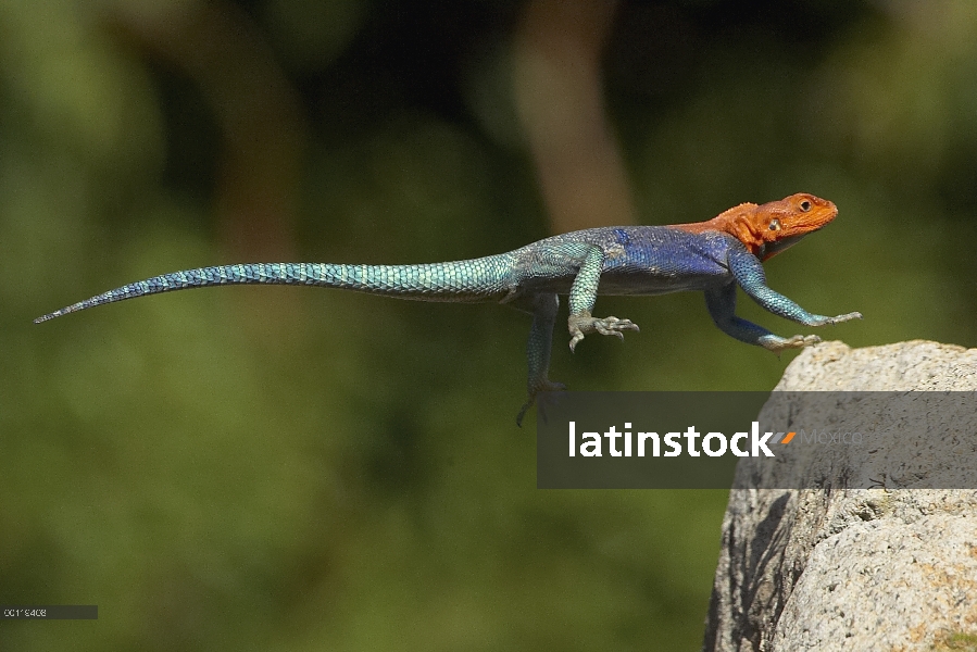 Cabeza roja Rock Agama (agama Agama) hombre lagarto saltando, nativo de África