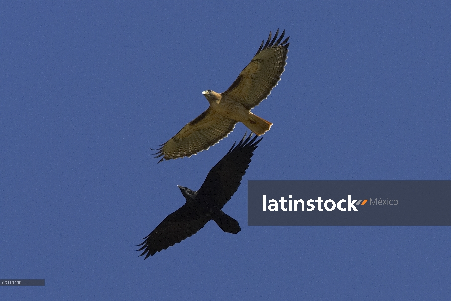 Halcón de cola roja (Buteo jamaicensis) y el cuervo común (Corvus corax) volando, América del norte