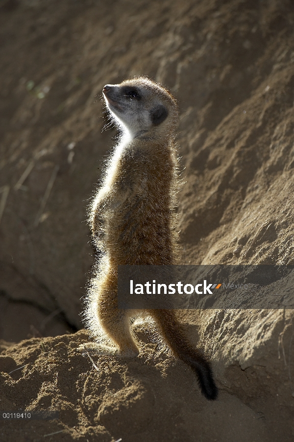 Bebé de Suricata (Suricata suricatta), nativa de África meridional