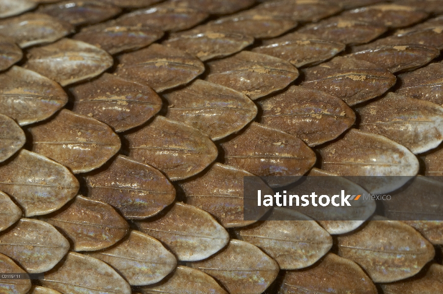 Las escalas de detalle de la serpiente, América del norte