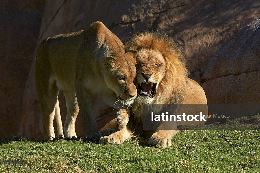 León africano (Panthera leo) macho y Leona africana interactuando, amenazado, nativo de África