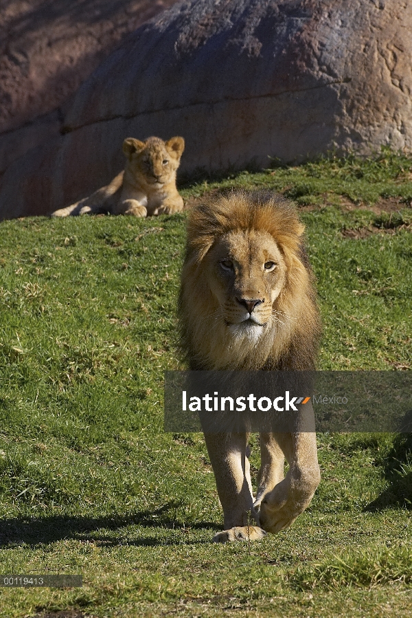 Macho León africano (Panthera leo) con cub en fondo, amenazado, nativo de África