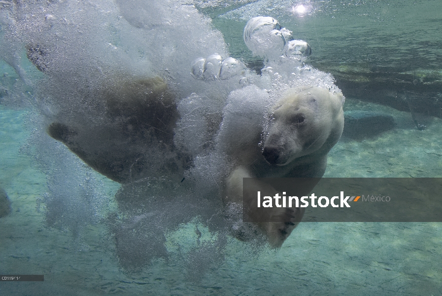 Oso polar (Ursus maritimus) natación submarina, nativa de pan-Ártico