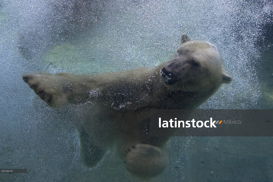 Oso polar (Ursus maritimus) natación submarina, nativa de pan-Ártico