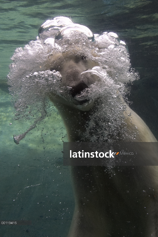 Oso polar (Ursus maritimus) natación submarina, nativa de pan-Ártico