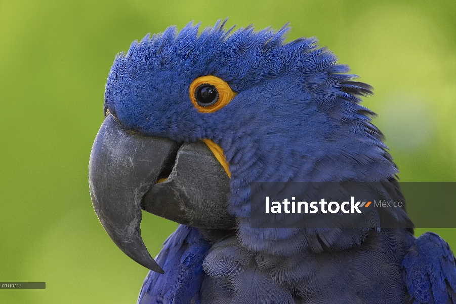 Jacinto guacamayo (Anodorhynchus hyacinthinus) retrato en peligro de extinción, originaria de Améric