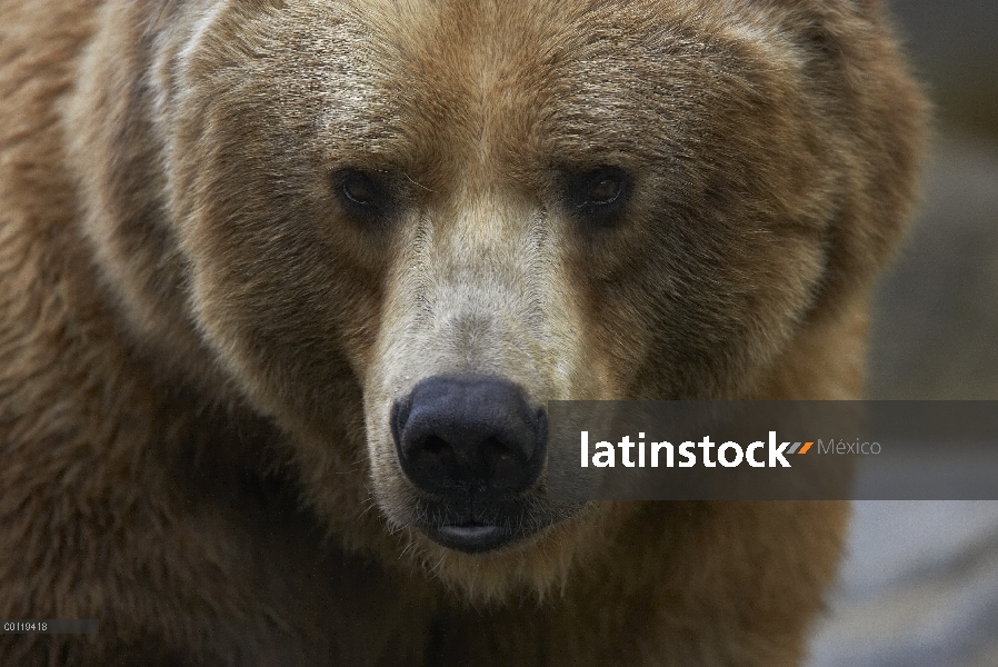 Retrato del oso pardo (Ursus arctos horribilis), nativa de América del norte