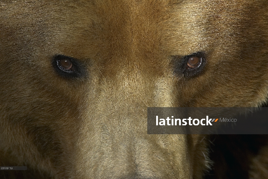 Retrato del oso pardo (Ursus arctos horribilis), nativa de América del norte